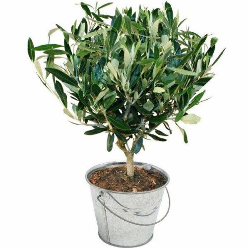 Olivier en pot méditerranéen, cadeau durable et symbole de paix.