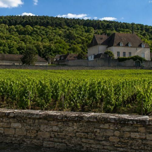 Offrir une visite et dégustation de vin en domaine viticole - découverte œnologique et cadeau parfait pour amateurs de vin.